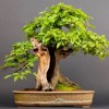 Cây cảnh bonsai đẹp - 147