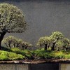 Cây cảnh bonsai đẹp - 149