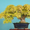 Cây cảnh bonsai đẹp - 15