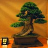 Cây cảnh bonsai đẹp - 152