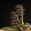 Cây cảnh bonsai đẹp - 153
