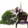 Cây cảnh bonsai đẹp - 154