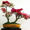 Cây cảnh bonsai đẹp - 16