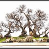 Cây cảnh bonsai đẹp - 160