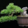 Cây cảnh bonsai đẹp - 161