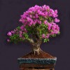Cây cảnh bonsai đẹp - 164