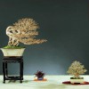 Cây cảnh bonsai đẹp - 166