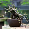 Cây cảnh bonsai đẹp - 167