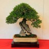 Cây cảnh bonsai đẹp - 168