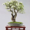 Cây cảnh bonsai đẹp - 171