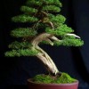 Cây cảnh bonsai đẹp - 172