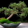 Cây cảnh bonsai đẹp - 173