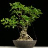 Cây cảnh bonsai đẹp - 178