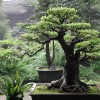 Cây cảnh bonsai đẹp - 179