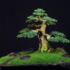 Cây cảnh bonsai đẹp - 18