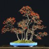 Cây cảnh bonsai đẹp - 180