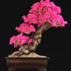 Cây cảnh bonsai đẹp - 181