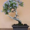 Cây cảnh bonsai đẹp - 183