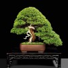 Cây cảnh bonsai đẹp - 184