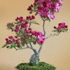 Cây cảnh bonsai đẹp - 186