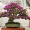 Cây cảnh bonsai đẹp - 187