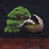 Cây cảnh bonsai đẹp - 188