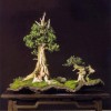 Cây cảnh bonsai đẹp - 193