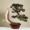 Cây cảnh bonsai đẹp - 2