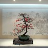 Cây cảnh bonsai đẹp - 201