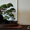 Cây cảnh bonsai đẹp - 202