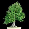 Cây cảnh bonsai đẹp - 203