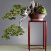 Cây cảnh bonsai đẹp - 205
