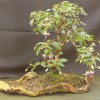 Cây cảnh bonsai đẹp - 206