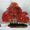 Cây cảnh bonsai đẹp - 207
