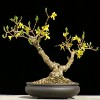Cây cảnh bonsai đẹp - 208