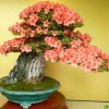 Cây cảnh bonsai đẹp - 21