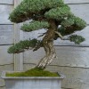 Cây cảnh bonsai đẹp - 210