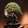 Cây cảnh bonsai đẹp - 211