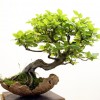 Cây cảnh bonsai đẹp - 214