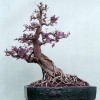 Cây cảnh bonsai đẹp - 218