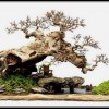 Cây cảnh bonsai đẹp - 221