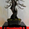 Cây cảnh bonsai đẹp - 226