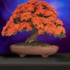 Cây cảnh bonsai đẹp - 227