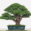 Cây cảnh bonsai đẹp - 228