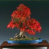 Cây cảnh bonsai đẹp - 229