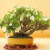 Cây cảnh bonsai đẹp - 23