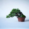 Cây cảnh bonsai đẹp - 230