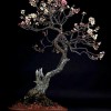 Cây cảnh bonsai đẹp - 233