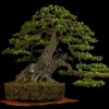 Cây cảnh bonsai đẹp - 234