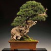 Cây cảnh bonsai đẹp - 236